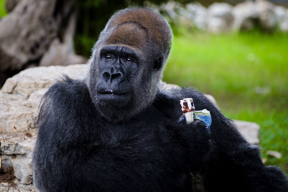 a gorilla sitting on top of a rock next to a tree