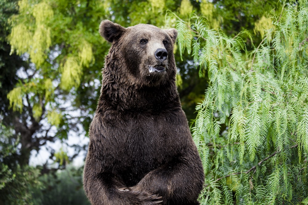 a large brown bear standing on its hind legs