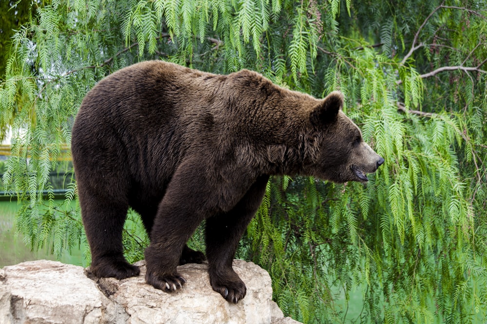 a large brown bear standing on top of a rock