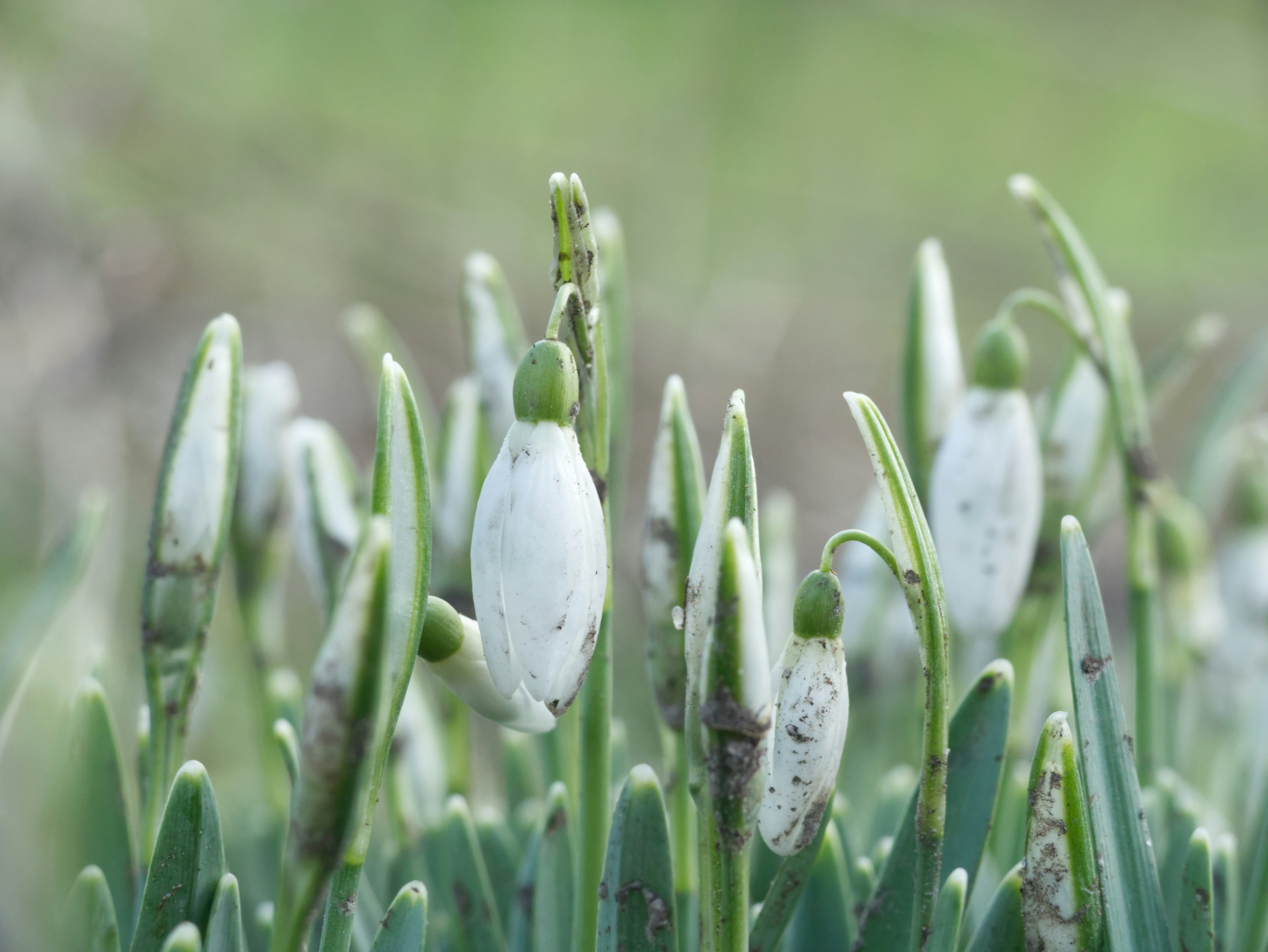 Freshly grown snowdrops with earth crumbs