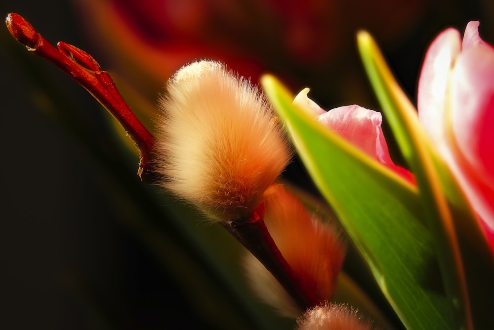 a close up of a flower with a blurry background