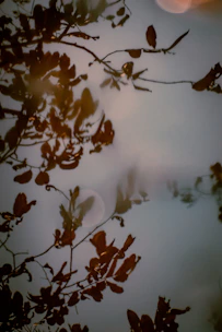 Gentle shadows of tree branches against a muted dark background, evoking quiet reflection.