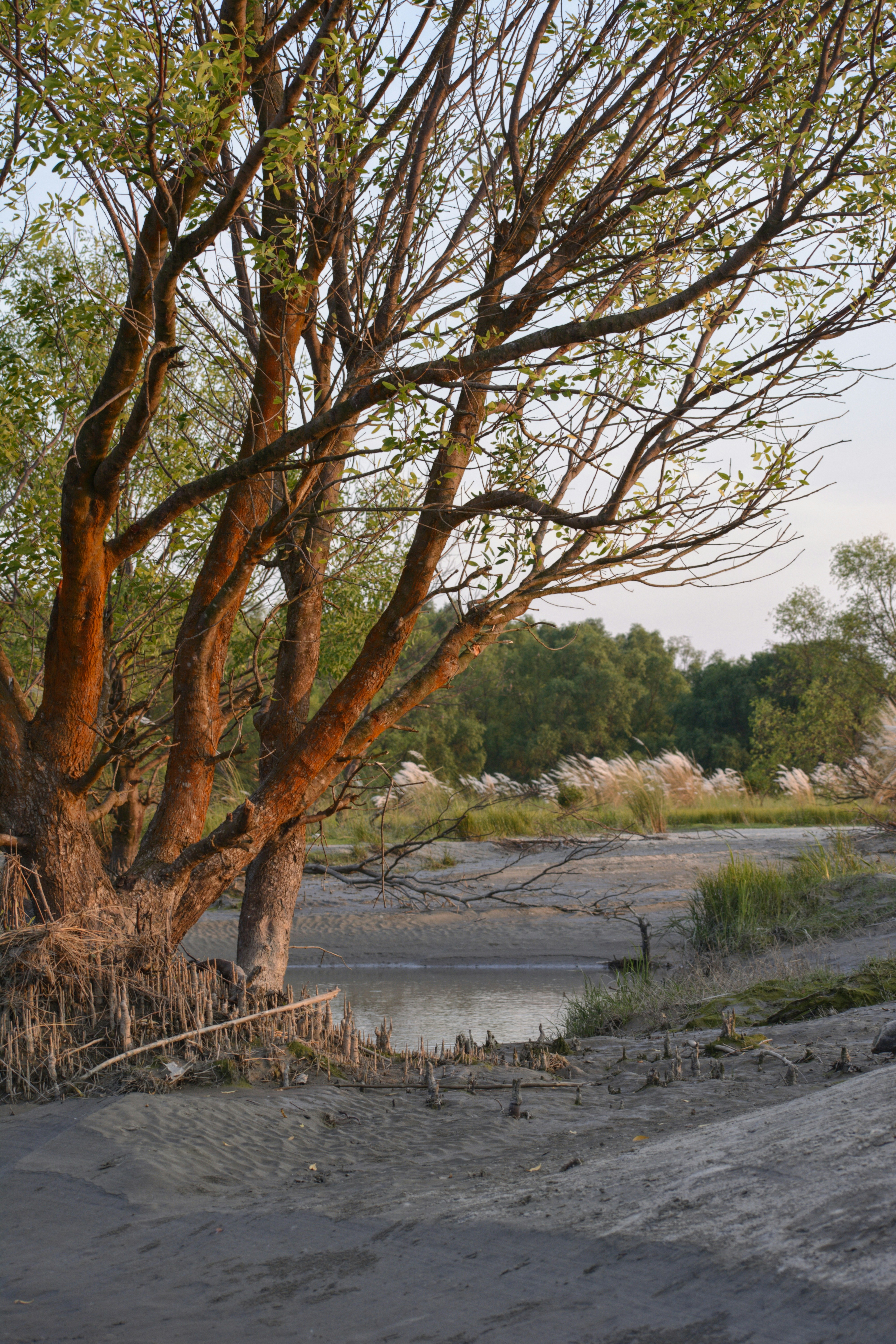 a giraffe standing next to a tree near a body of water