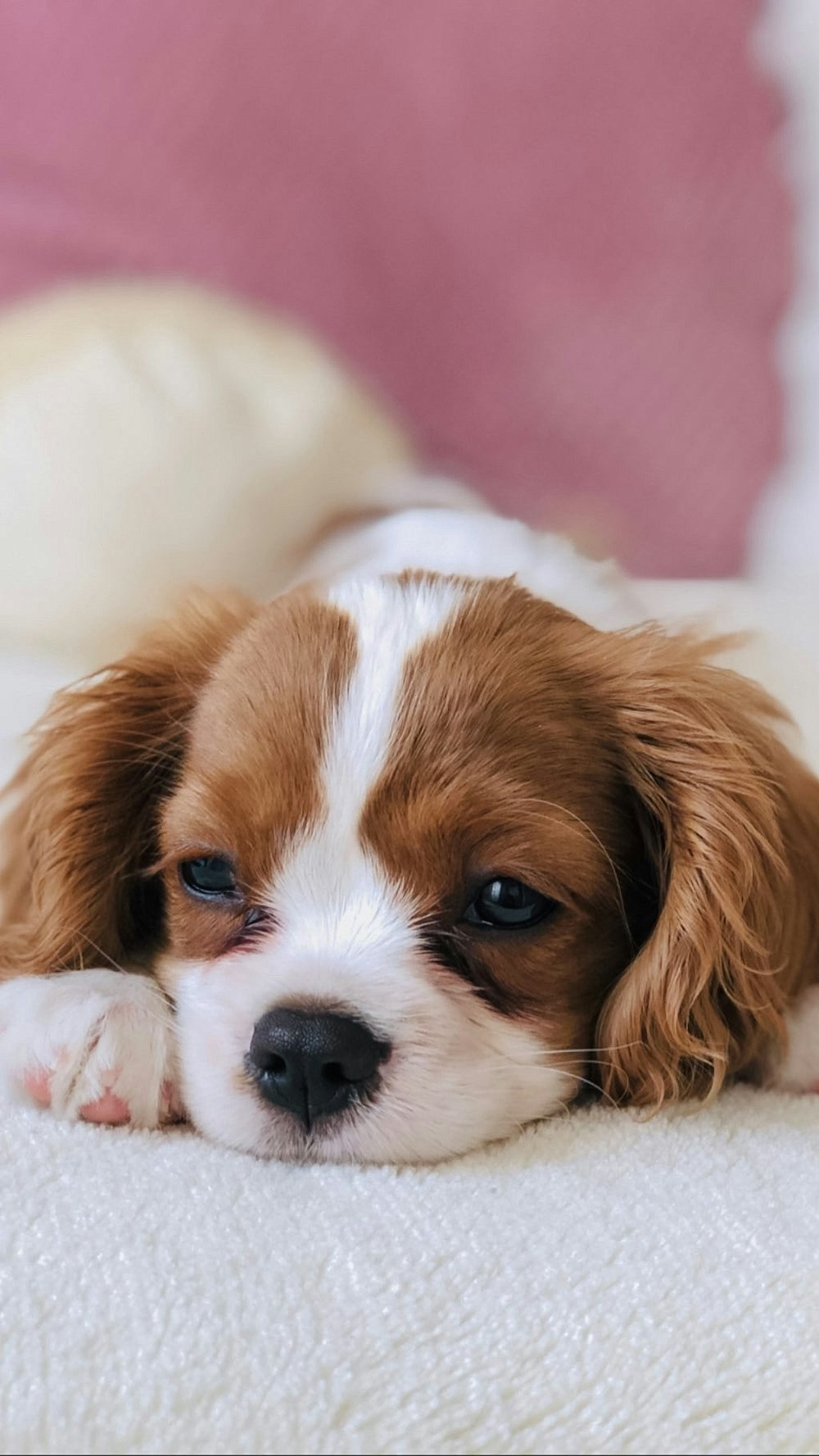 a small brown and white dog laying on top of a bed