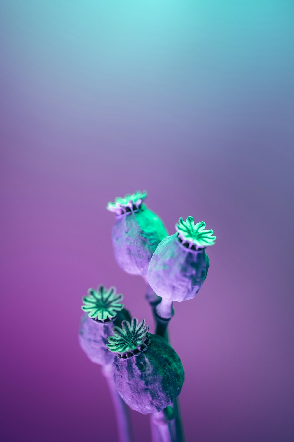 a close up of a flower on a purple and blue background