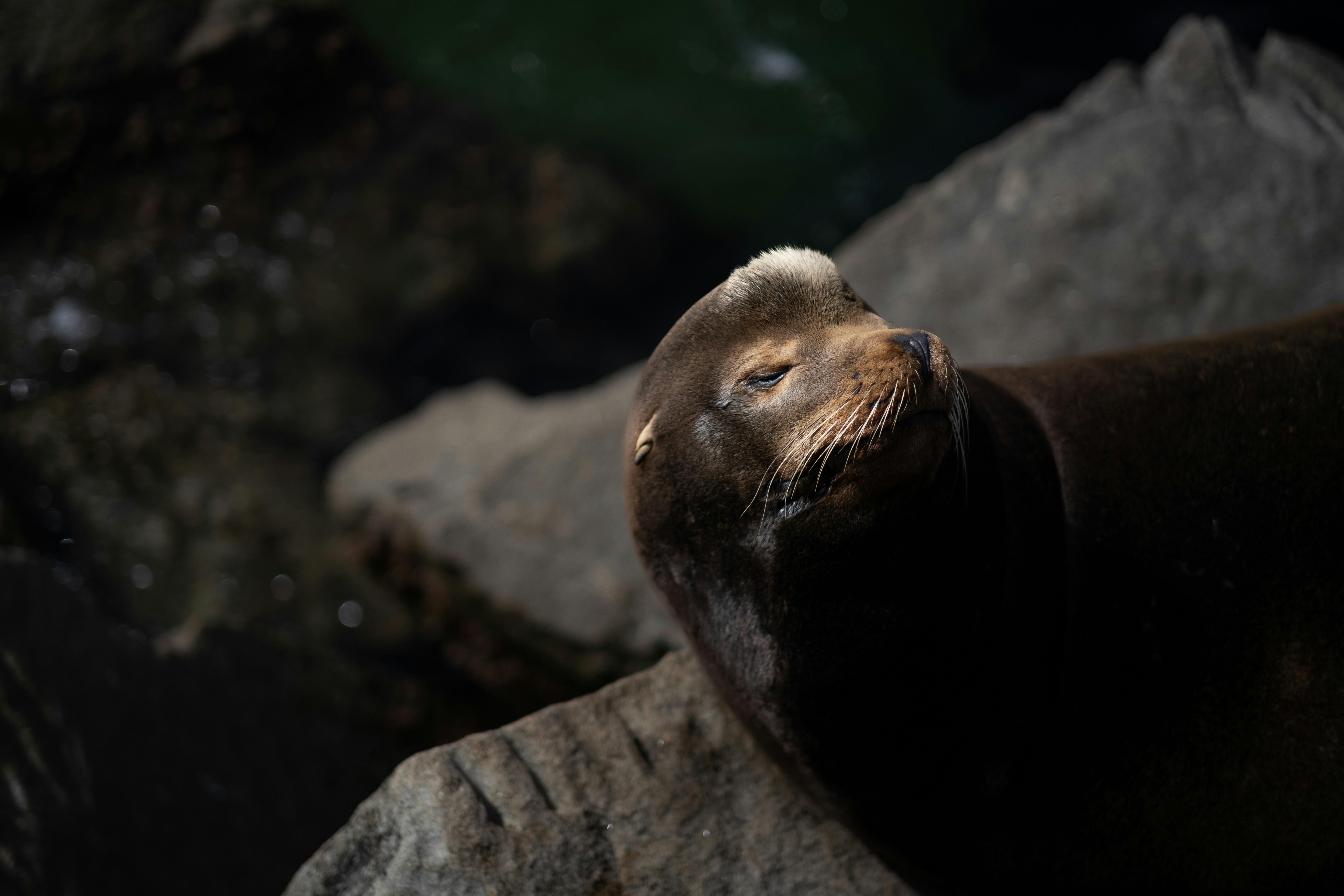 a close up of a sea lion laying on a rock, Sea lion in Monterey, California
