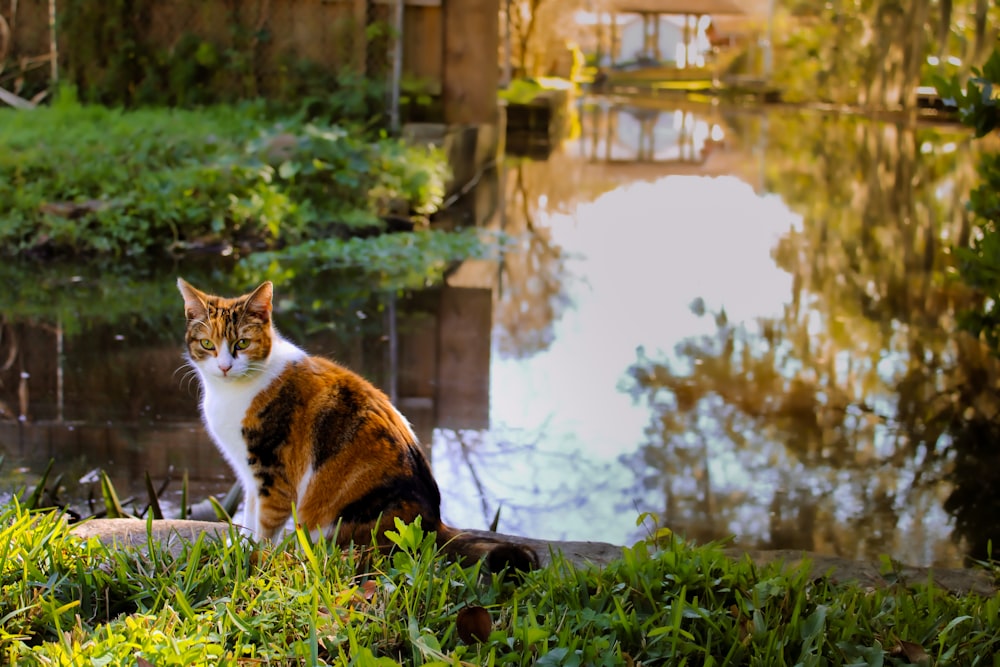 a cat sitting in the grass next to a body of water