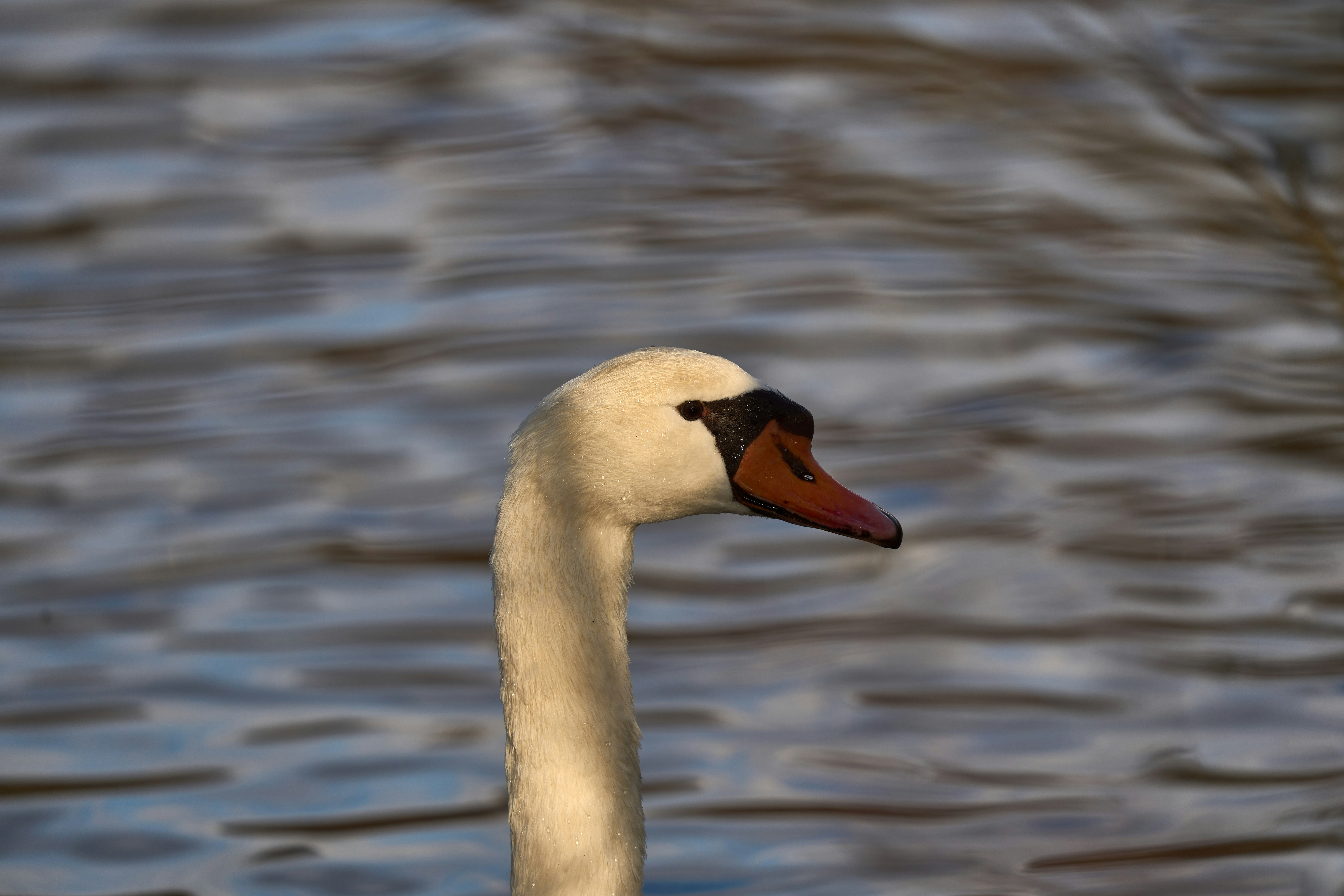 Photo by wolfgang_hasselmann