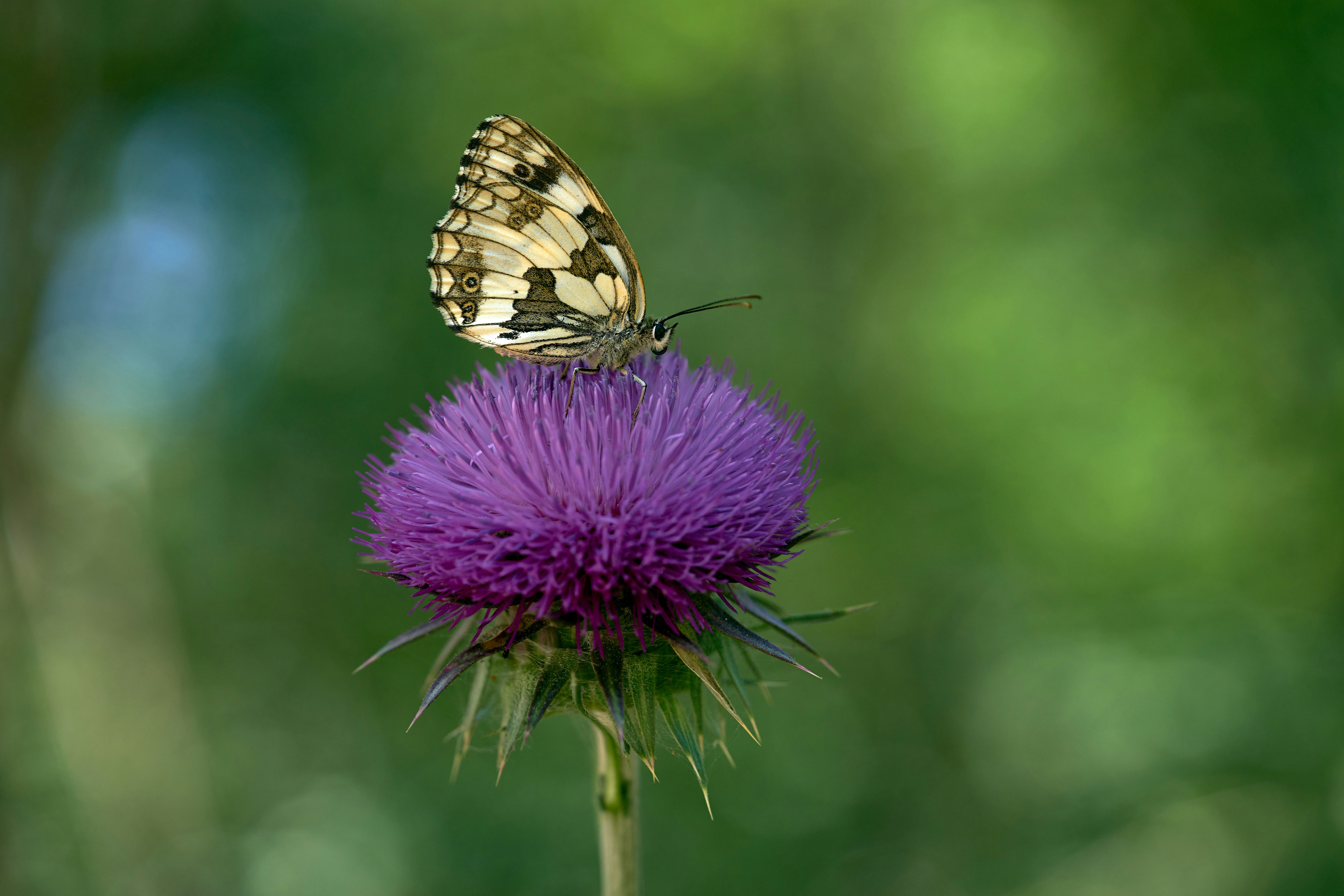 Photo by wolfgang_hasselmann