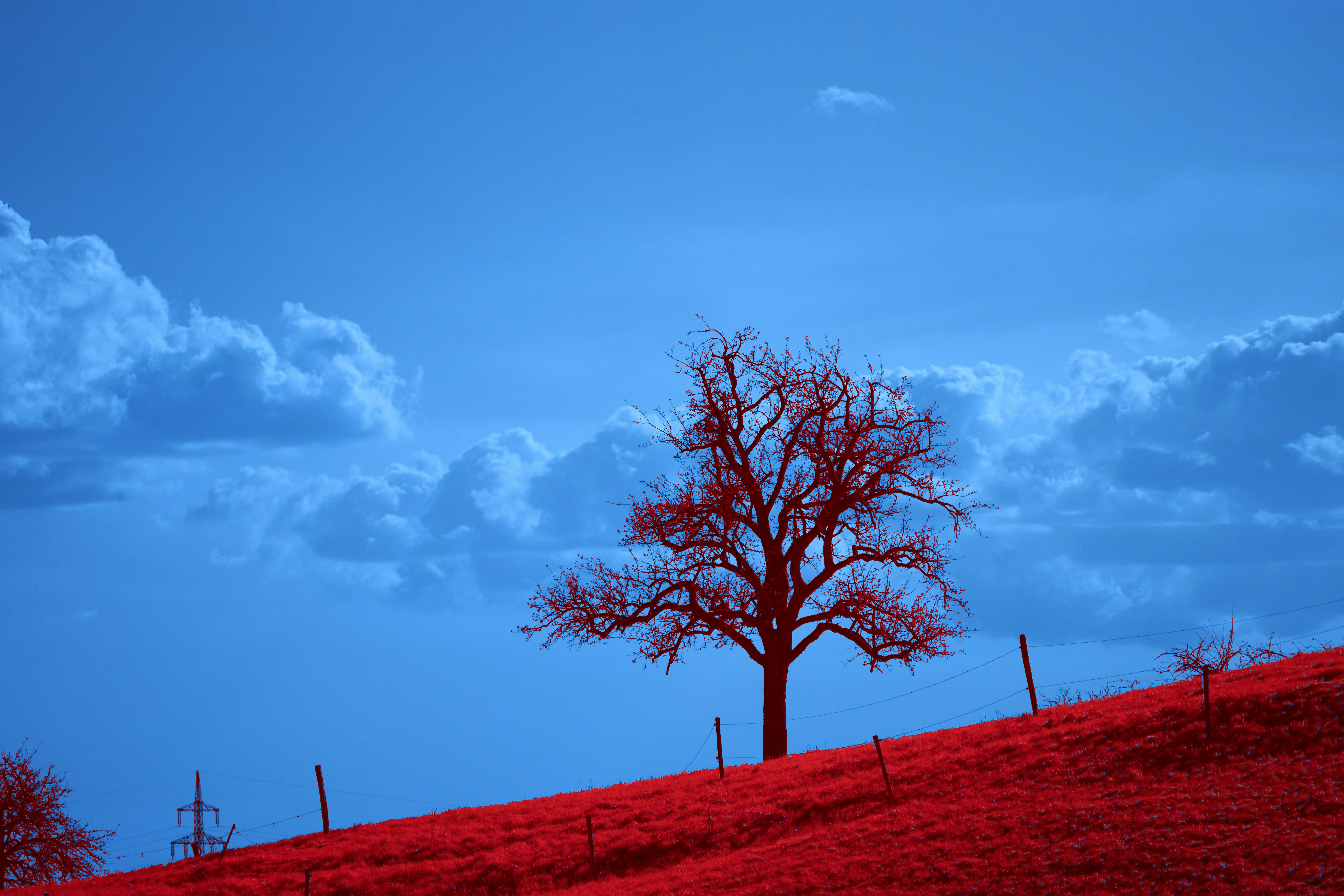 Photo by wolfgang_hasselmann