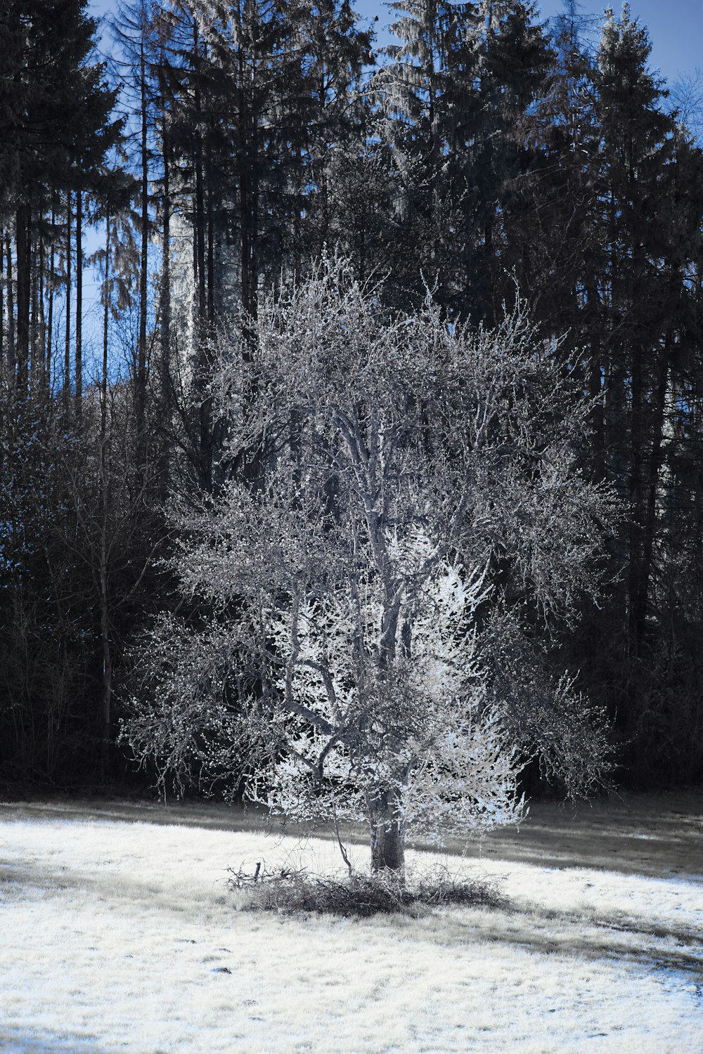 a lone tree in the middle of a snowy field