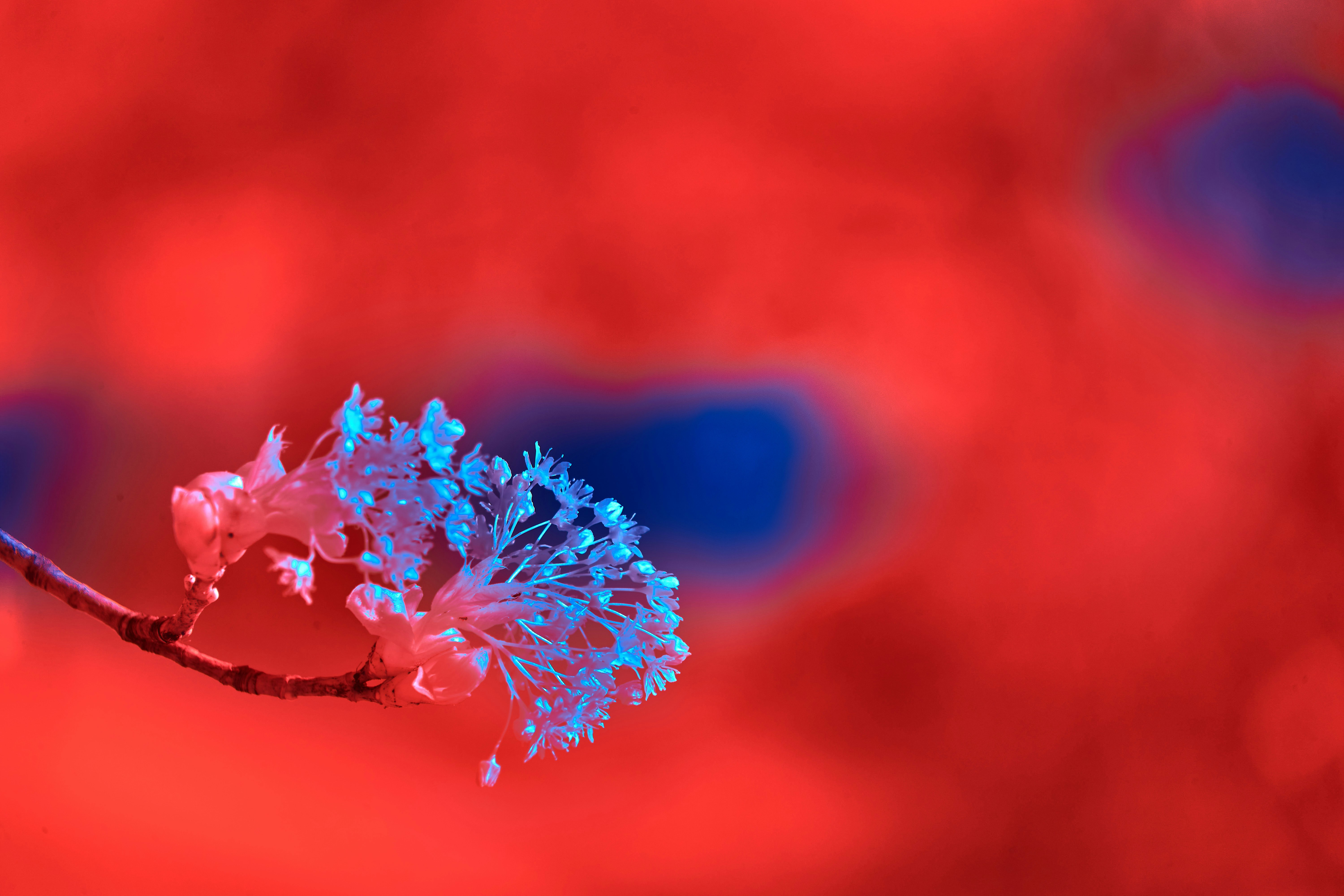 Photo by wolfgang_hasselmann