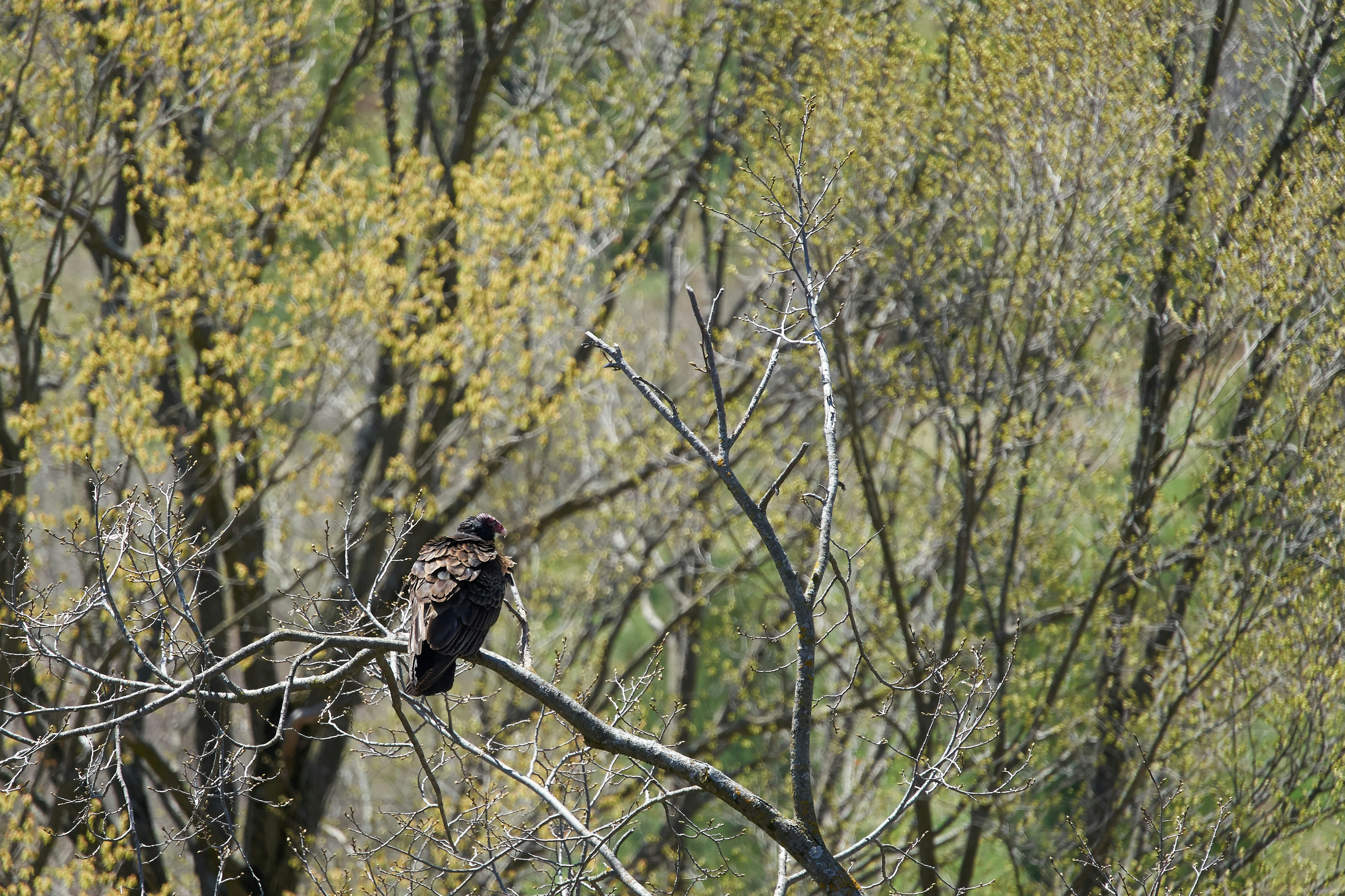 Photo by wolfgang_hasselmann