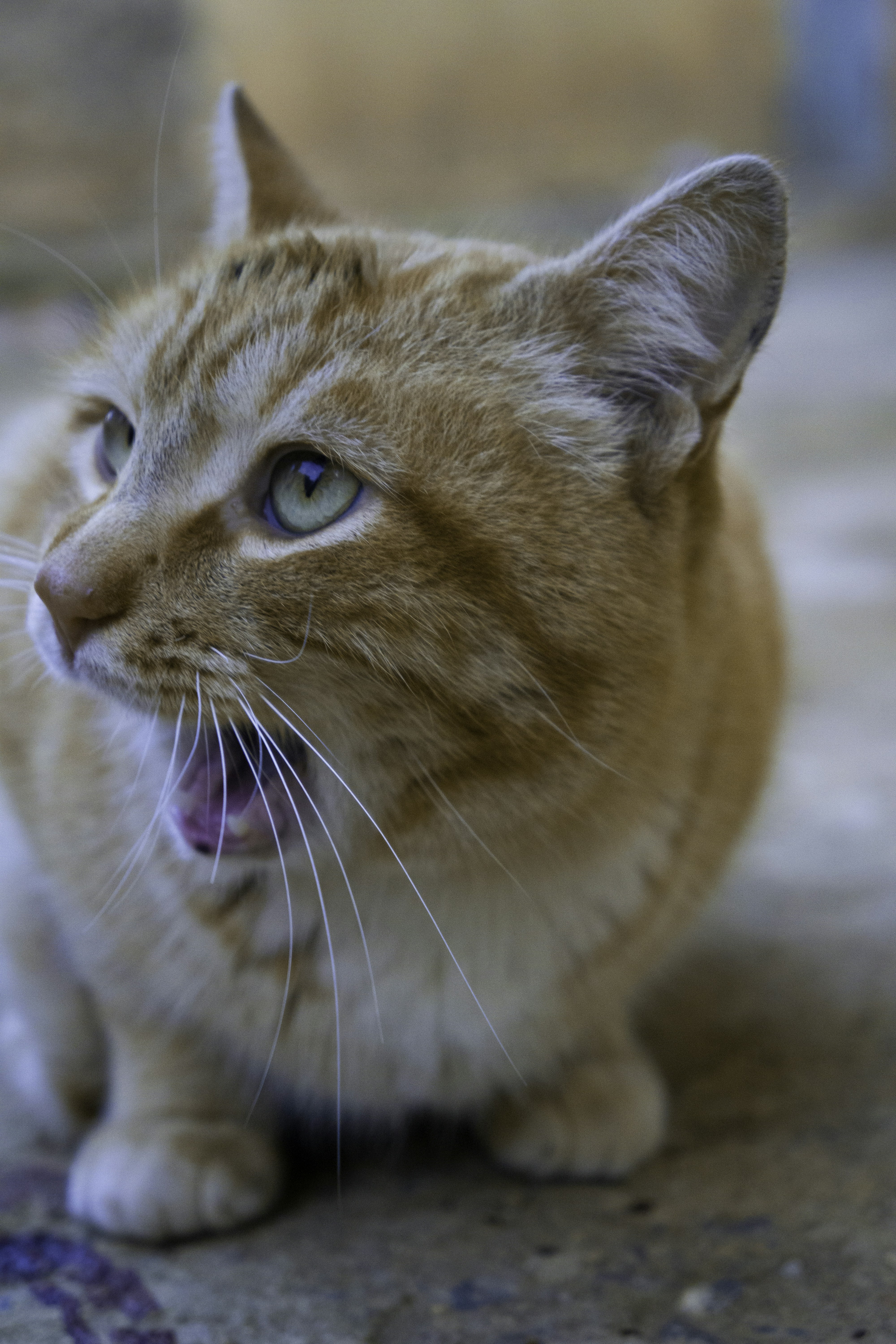 Photo by larzyofficiel1