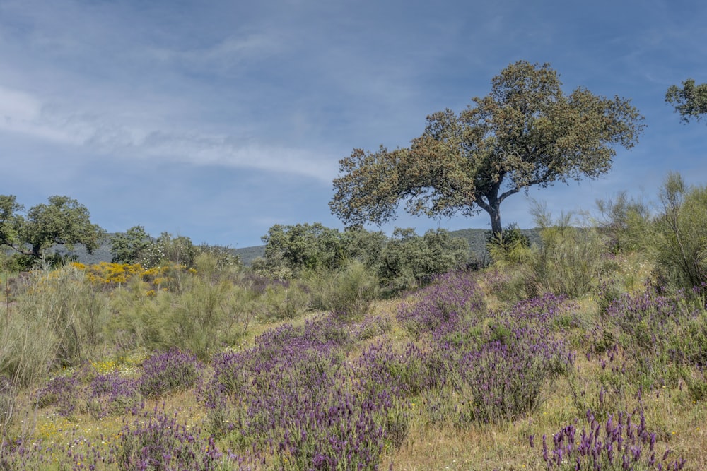 a field with purple flowers and a tree