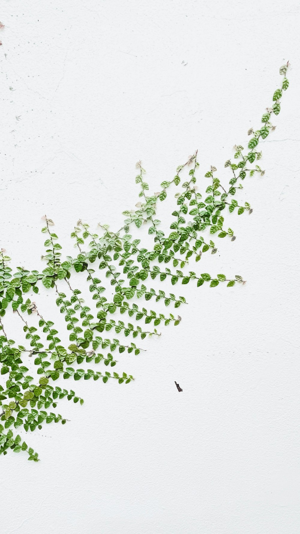 a green plant is growing on a white wall