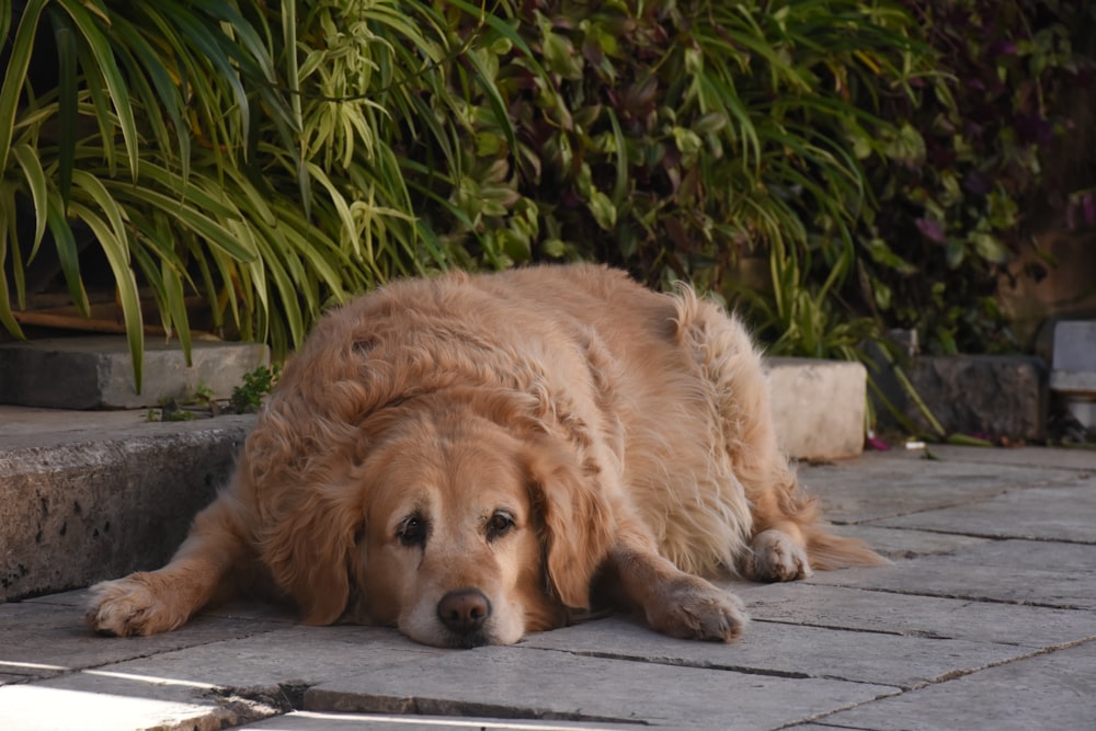 a large brown dog laying on top of a sidewalk