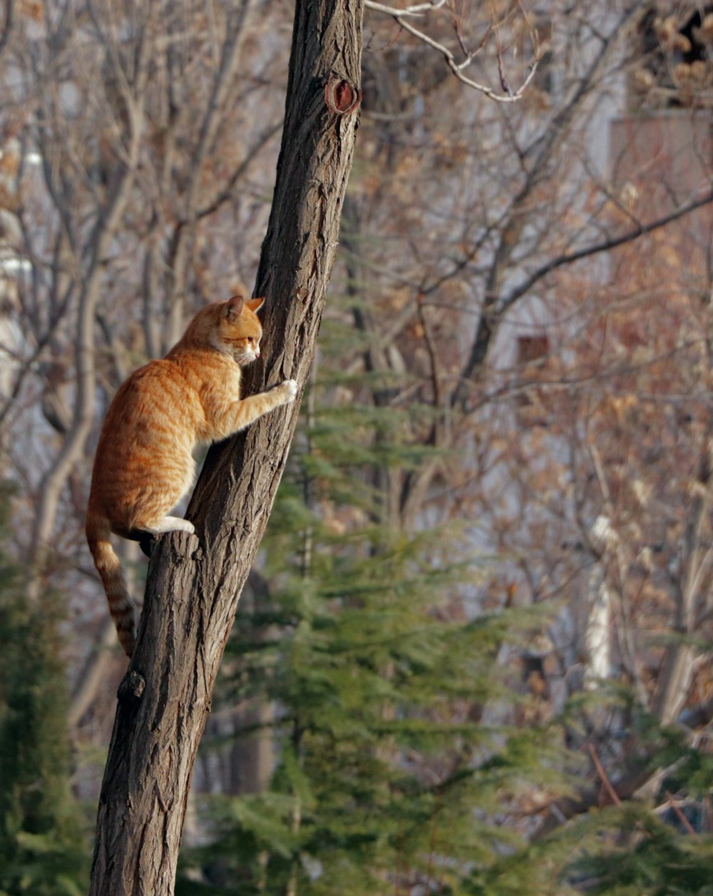 an orange cat climbing up a tree branch