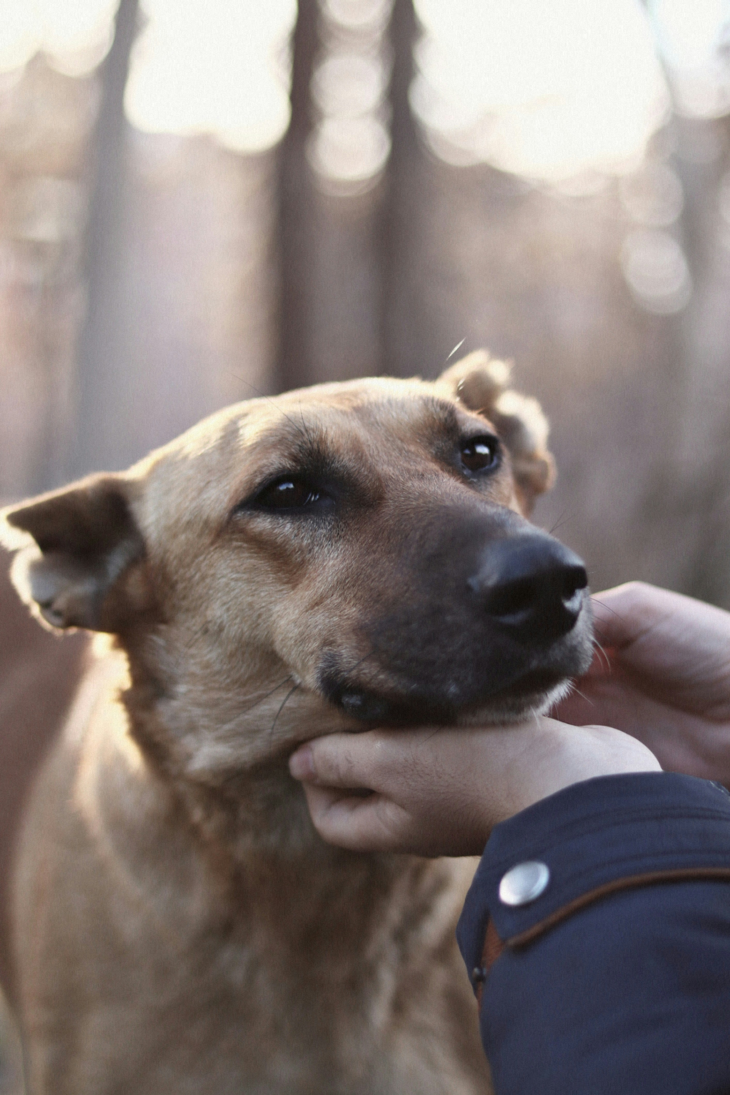 Life-Changing Bond Between a Handler and a Service Dog