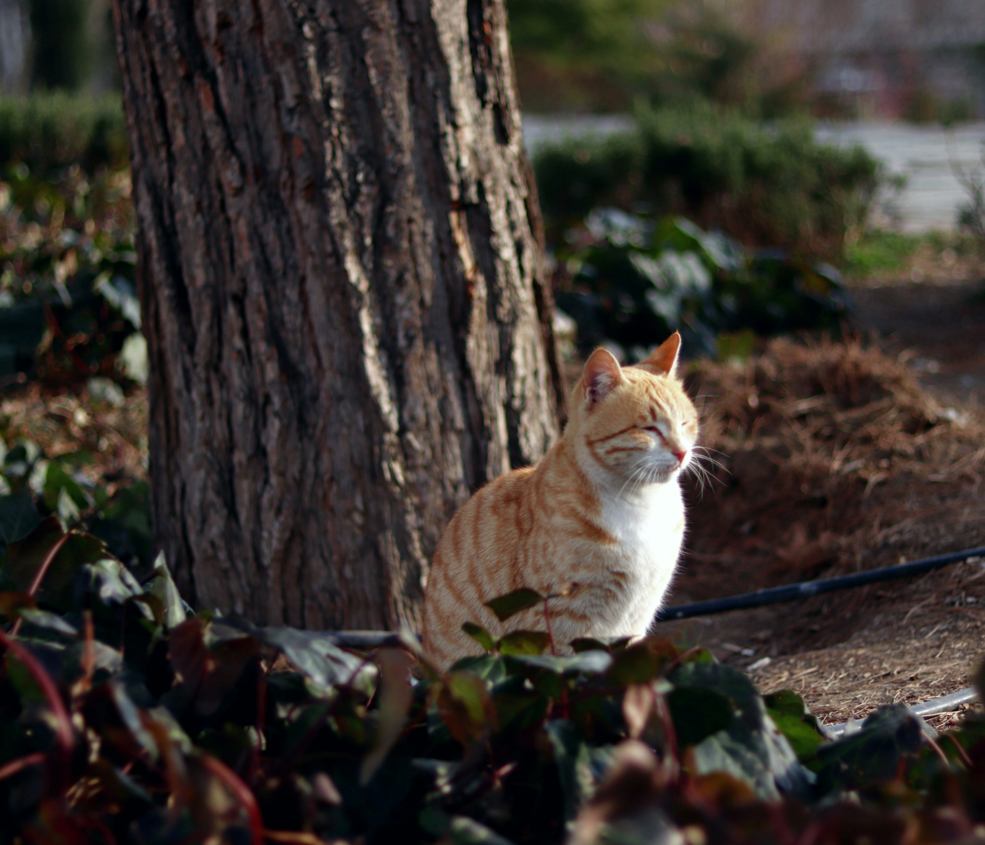 Photo by mahyar_mirghasmi