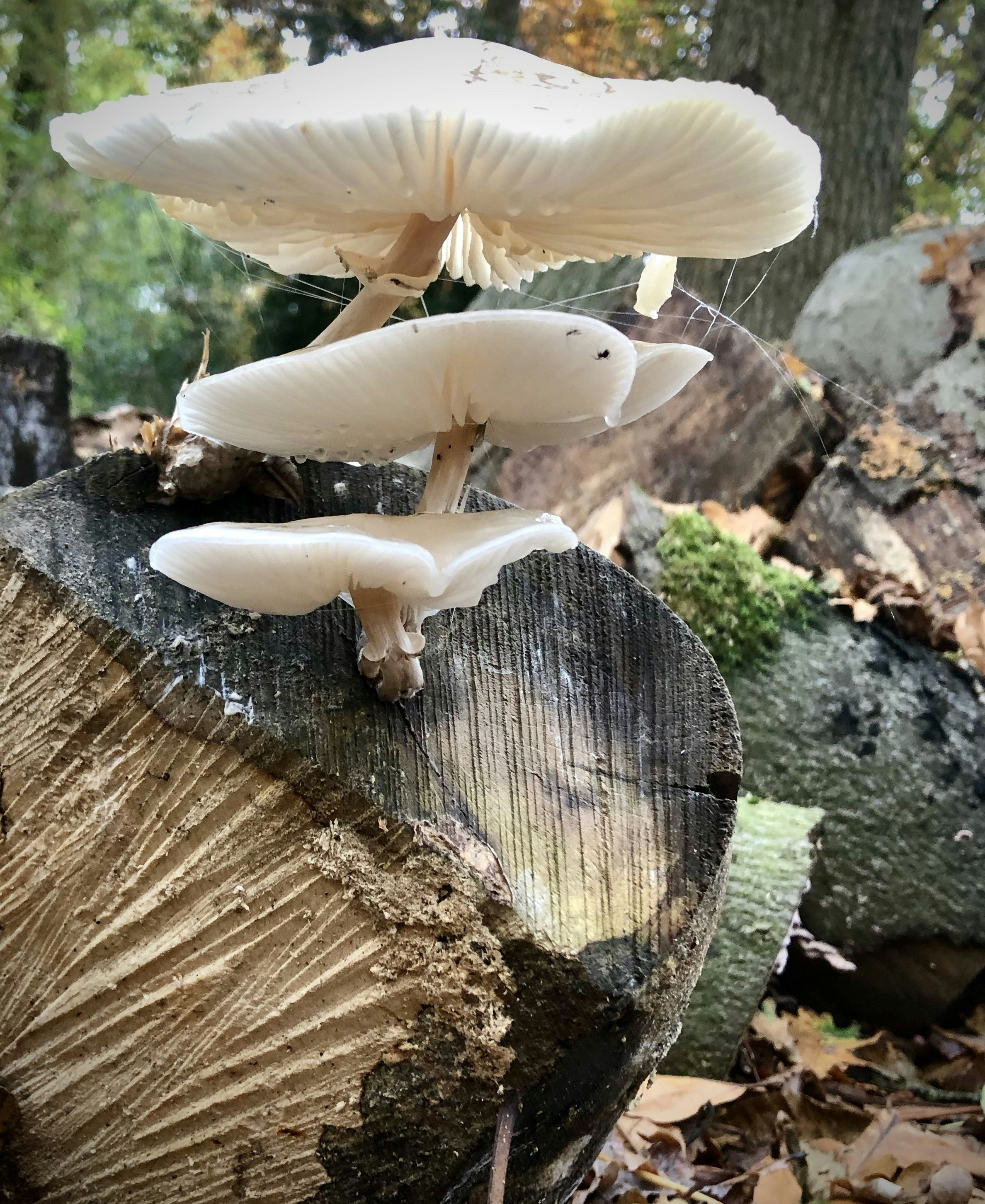 Photo by heracles1903