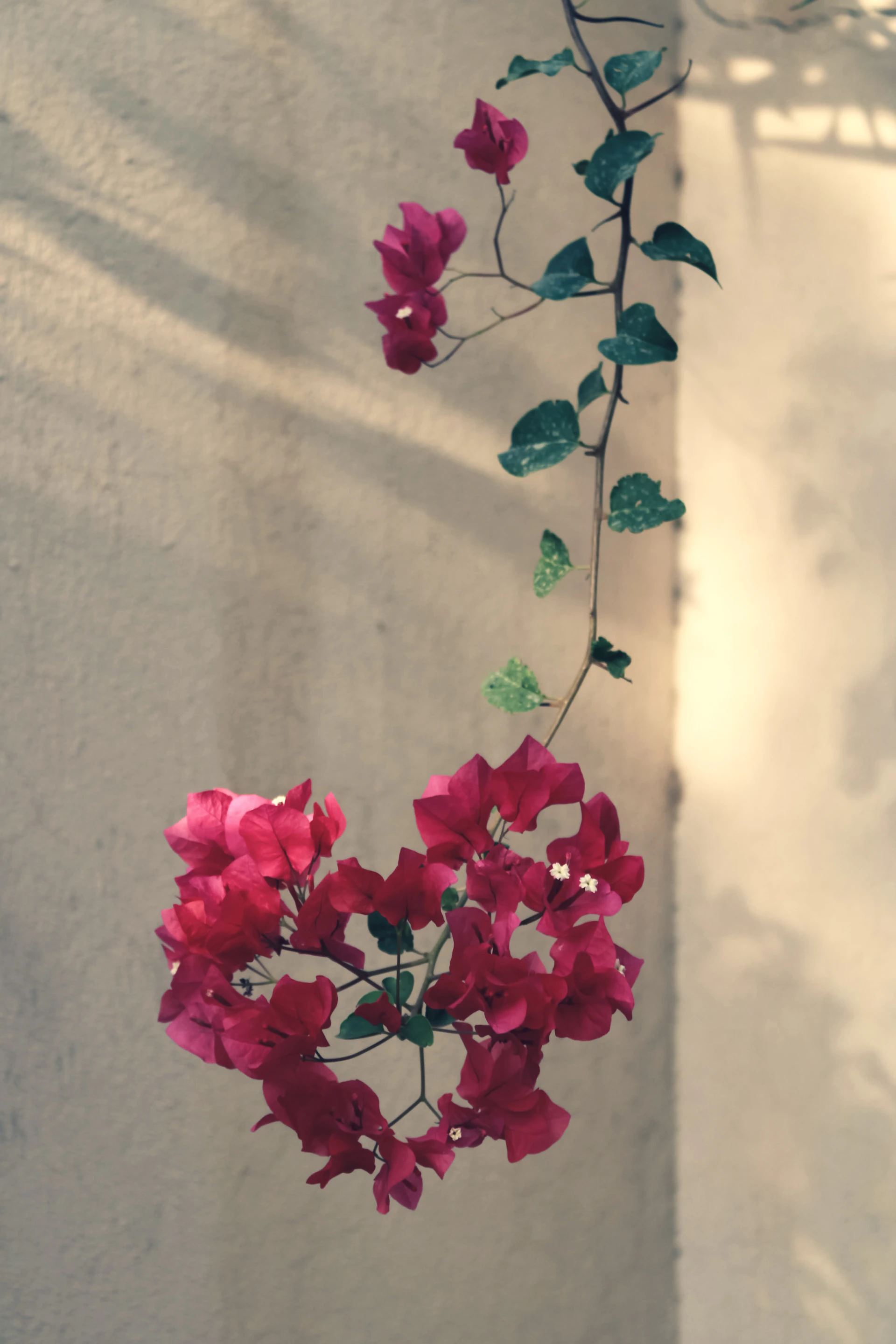 a plant with pink flowers hanging from it's side