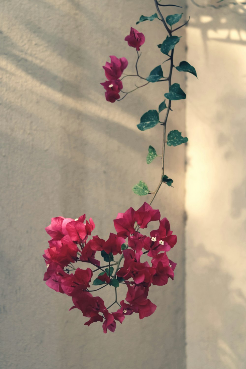 Una planta con flores rosadas colgando de su costado
