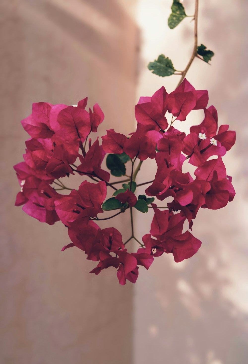 a vase filled with red flowers next to a wall