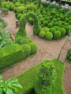 a garden filled with lots of green plants