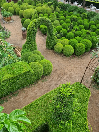 a garden filled with lots of green plants