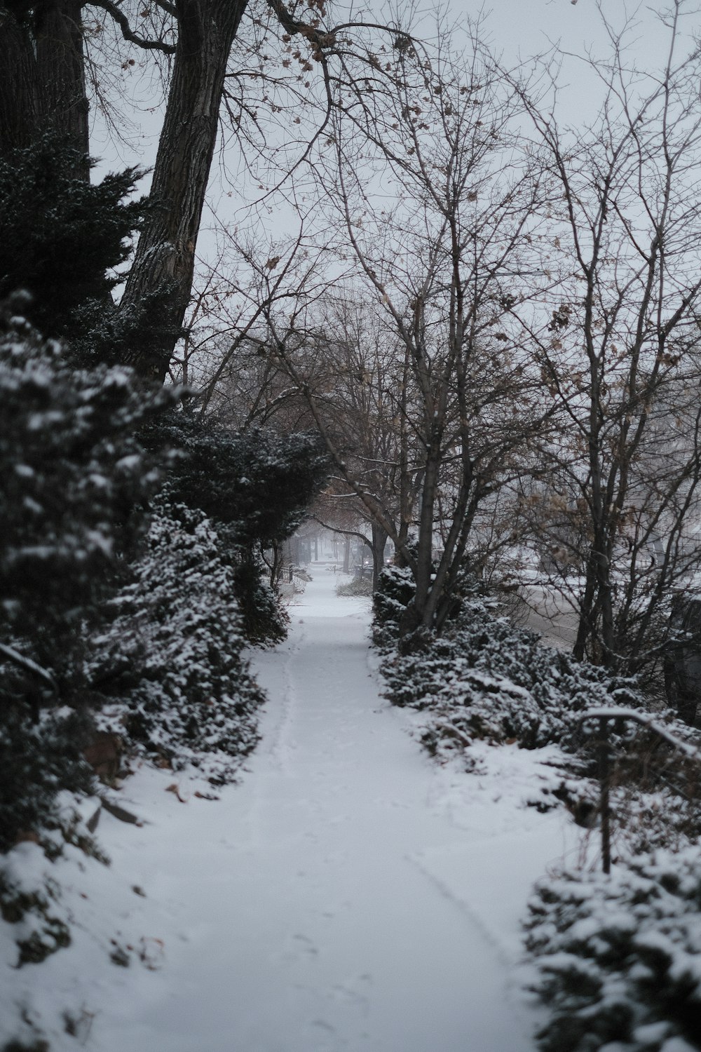 a snow covered path in the middle of a forest