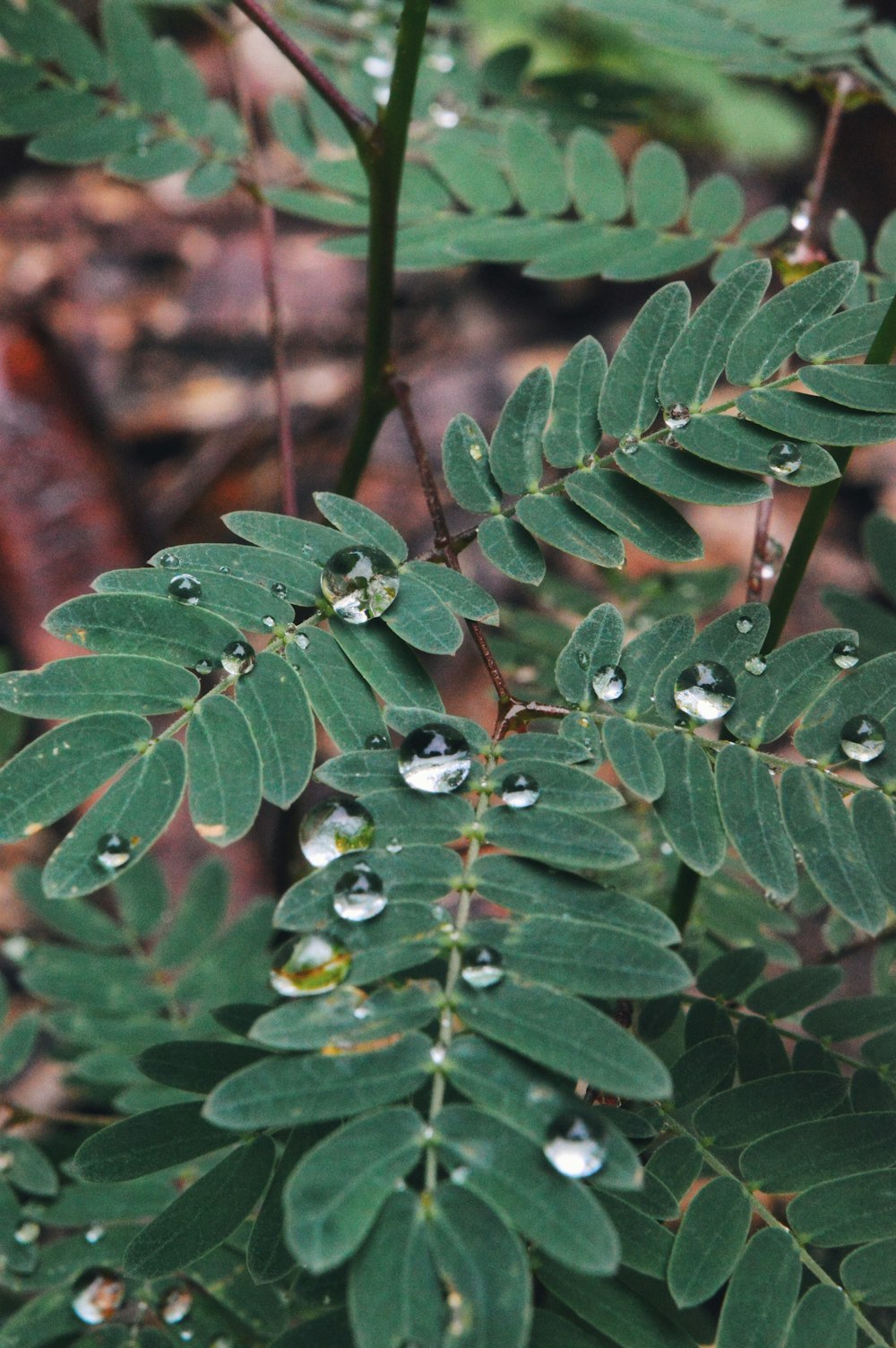 a close up of a plant with drops of water on it