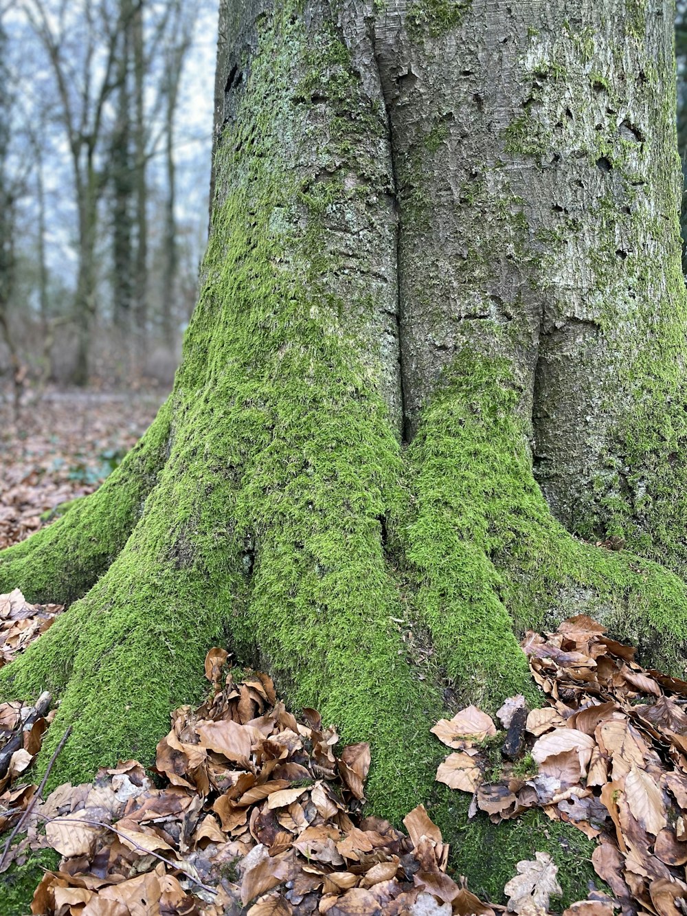 a moss covered tree trunk in a forest