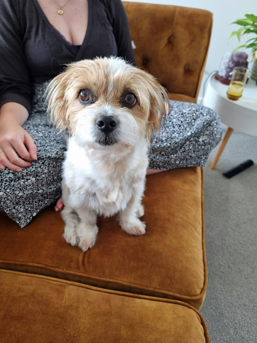 a small dog sitting on top of a brown chair