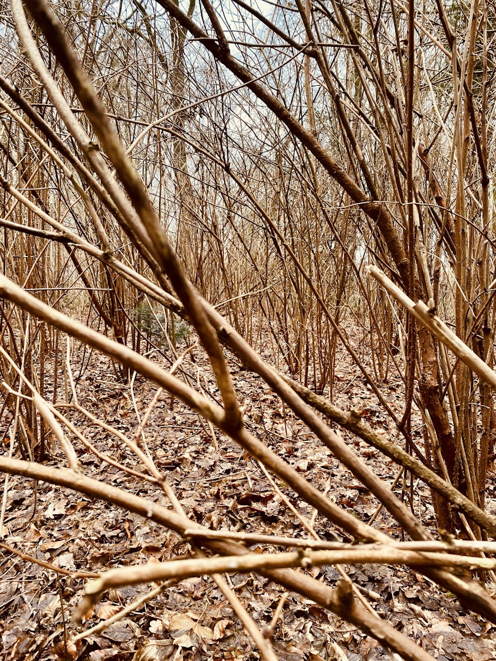 a forest filled with lots of bare trees