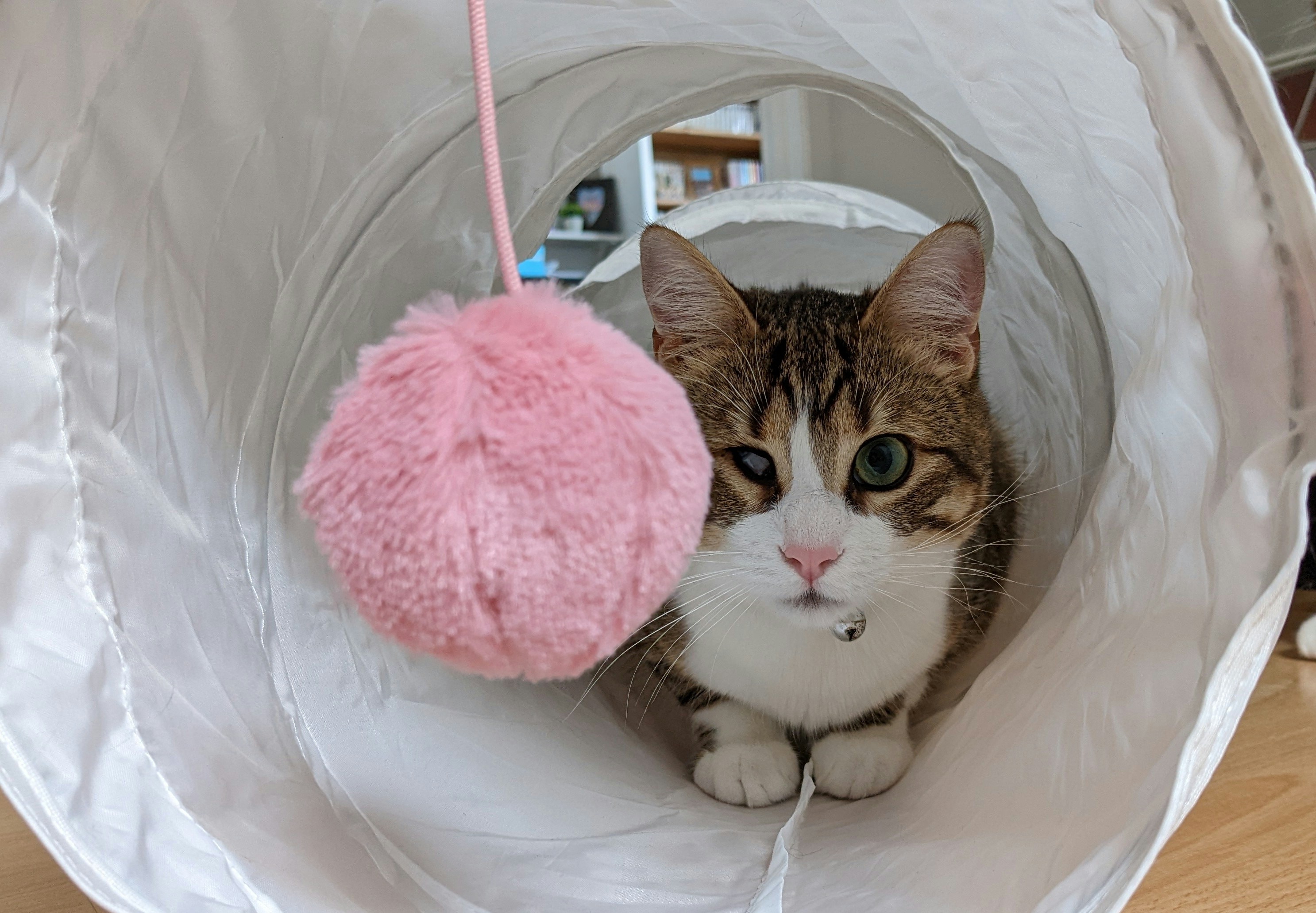 Cat Tunnels: Your Furry Friend's New Favorite Adventure!