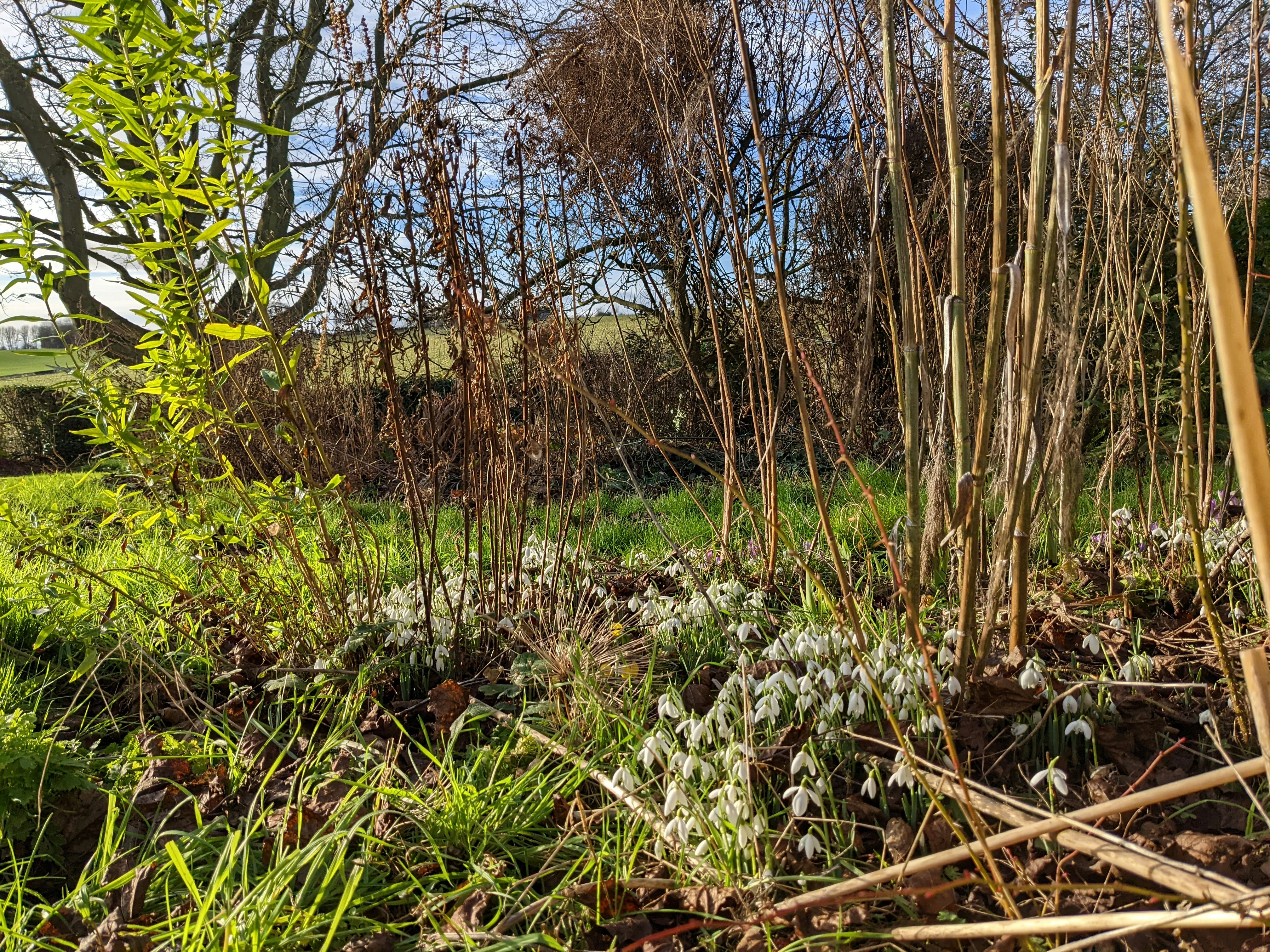 a grassy field with trees and bushes in the background