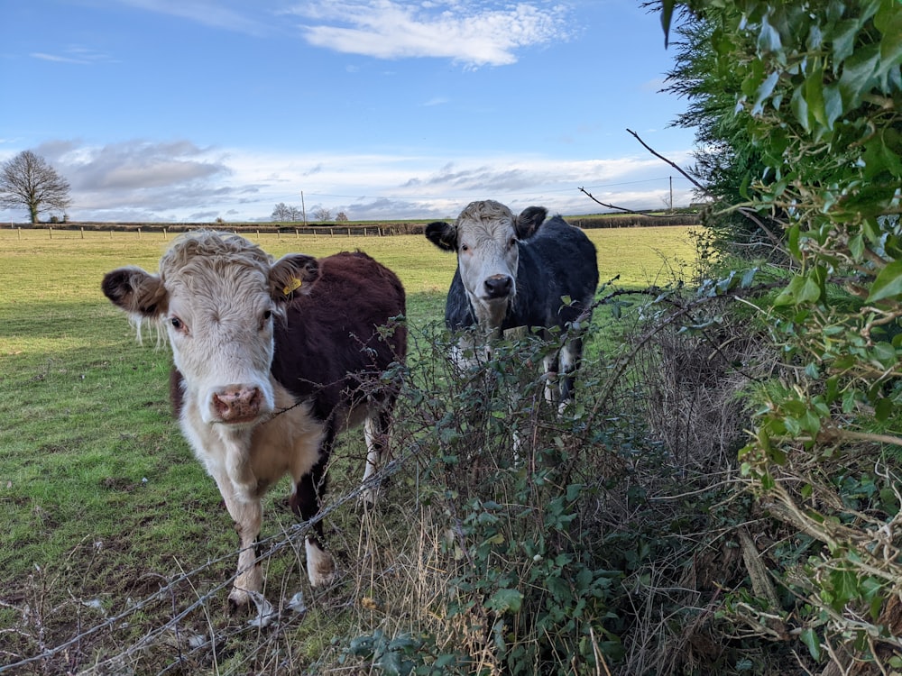 um par de vacas que estão de pé na grama