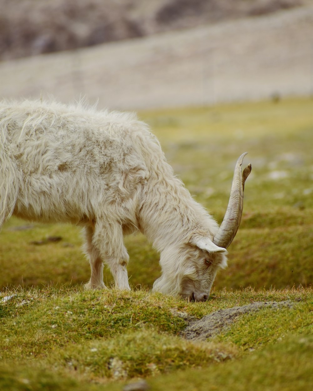 a long horn sheep grazing in a grassy field