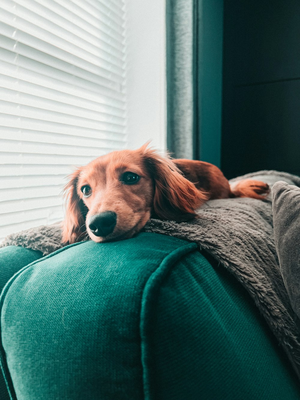 a brown dog laying on top of a green couch