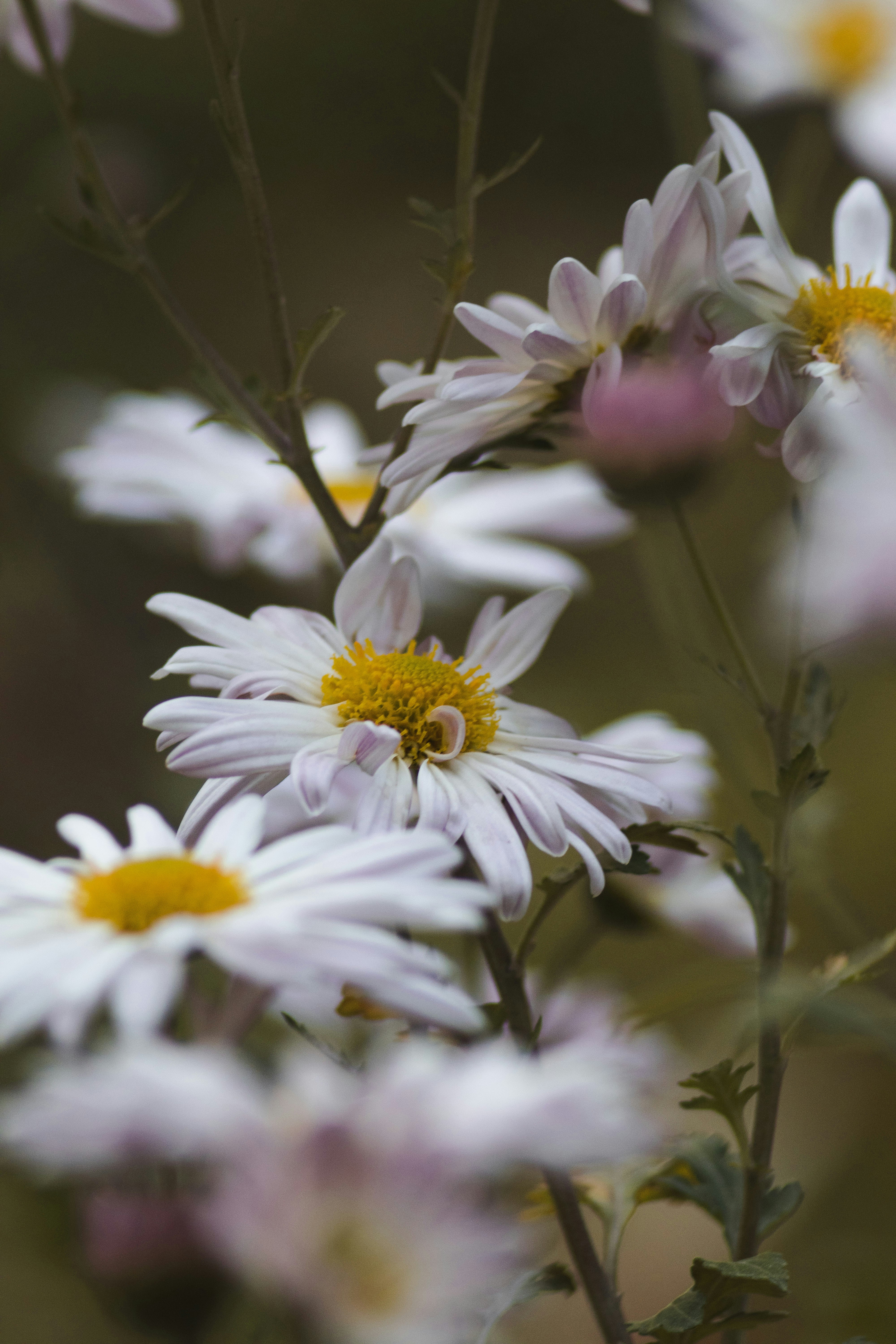 a bunch of white flowers with yellow centers