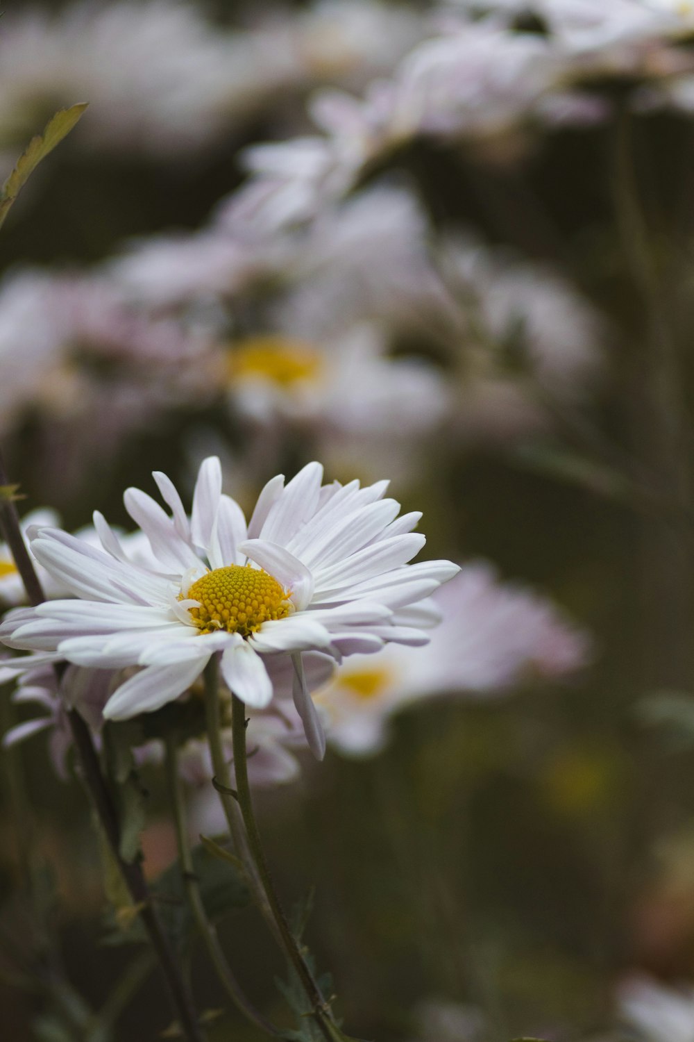 a bunch of white daisies in a field