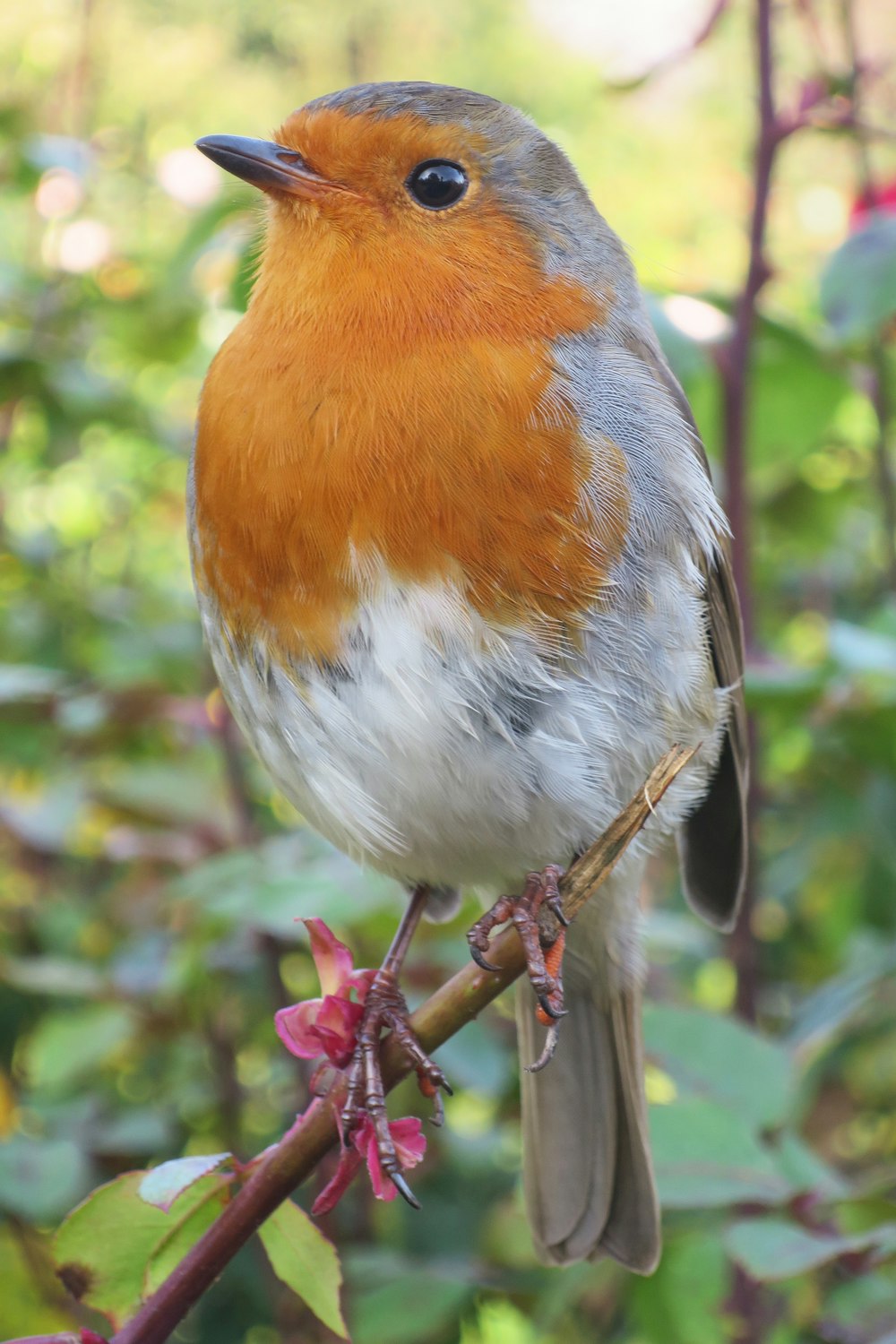 a close up of a small bird on a branch