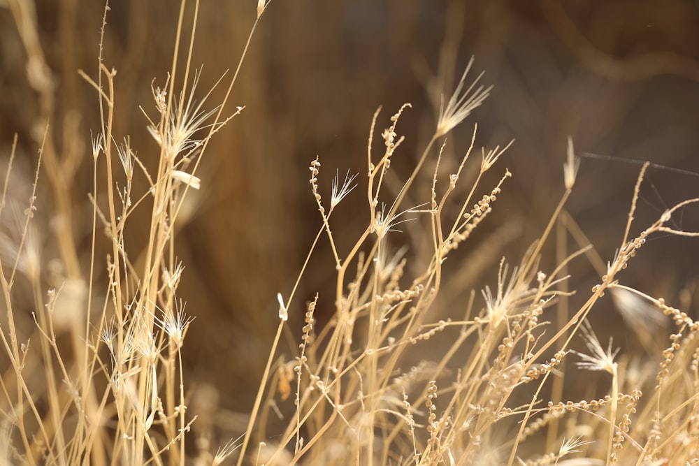 a close up of a plant in a field