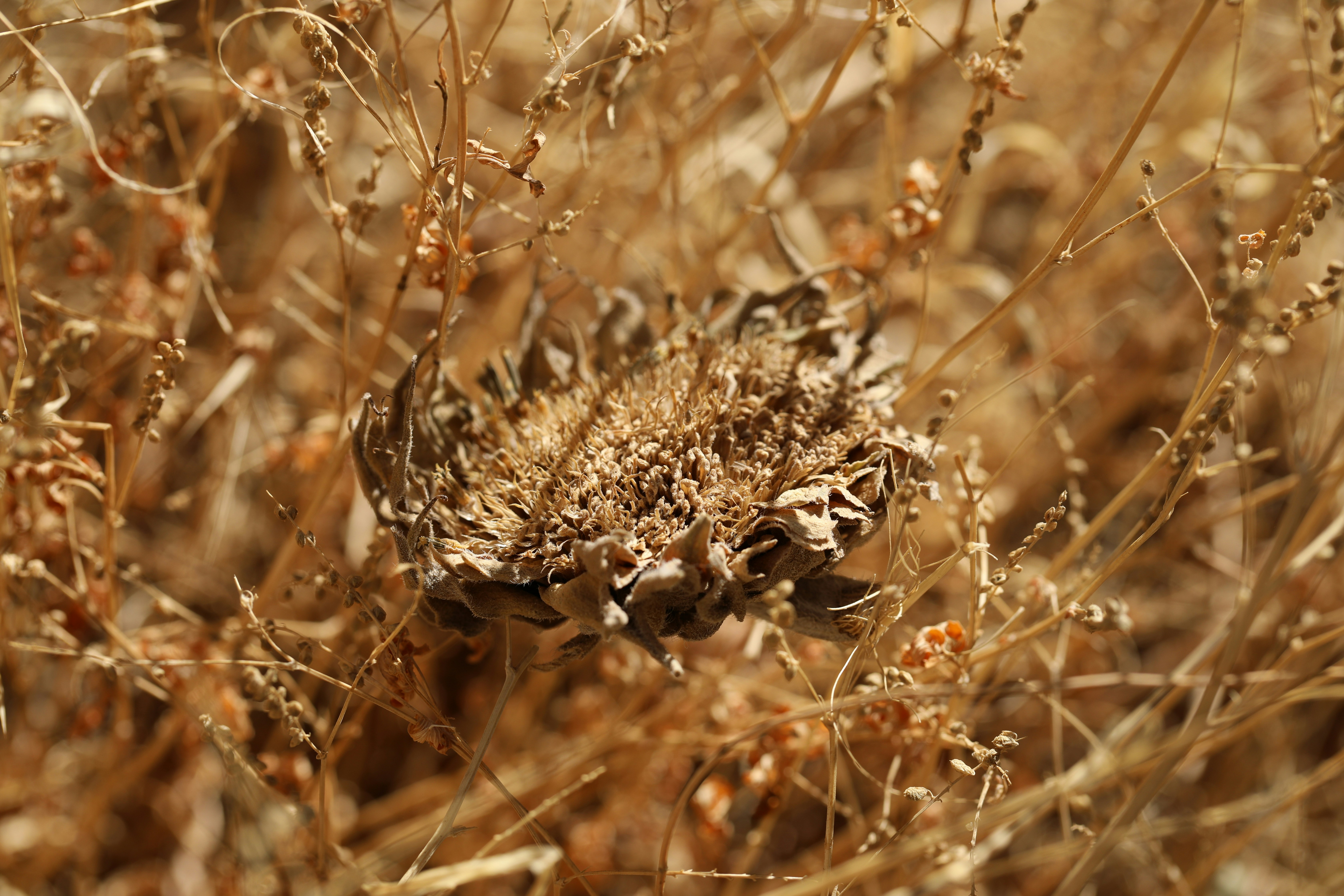 乾いた草原の上に座っている小鳥