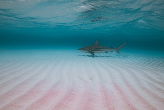 A shark swims gracefully underwater over a rippled sandy seabed. The water is clear with a gradient of light blue at the surface to deeper blue in the background. The seabed has a subtle pinkish tint in some areas, possibly due to the lighting or environment.