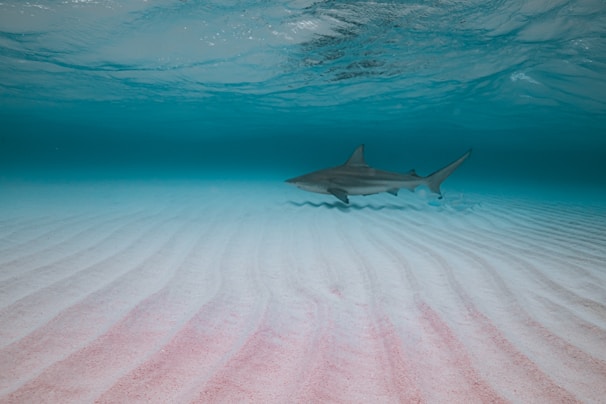A shark swims gracefully underwater over a rippled sandy seabed. The water is clear with a gradient of light blue at the surface to deeper blue in the background. The seabed has a subtle pinkish tint in some areas, possibly due to the lighting or environment.