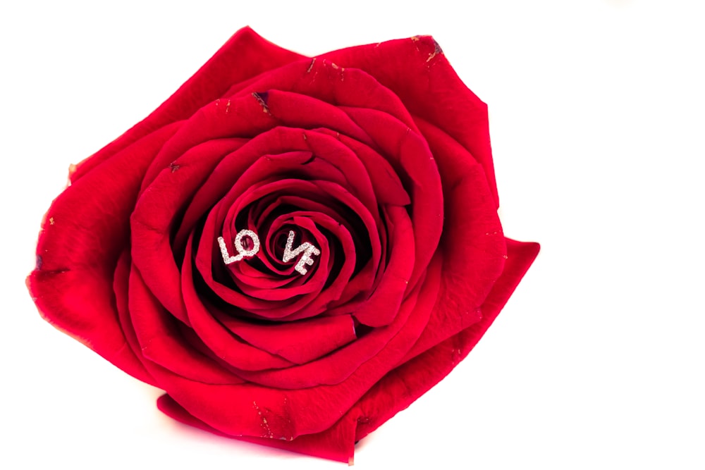 a red rose with the word love written on it