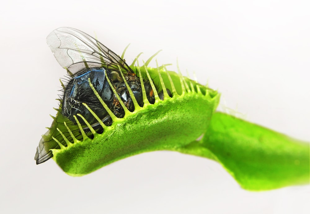 a fly sitting on top of a green leaf