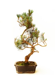A small, intricately shaped bonsai tree with dense green foliage and a textured, winding trunk set in a rectangular ceramic pot. The pot has a dark, earthy tone with patches of moss at the base of the tree, contrasting against the plain white background.